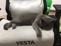 7 aylık british shorthair