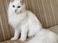Güzeller Güzeli Beyaz Dişi Maine Coon