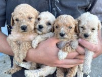 MALTİPOO YAVRULAR