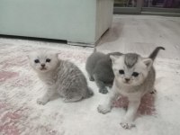 Yavru scottish fold sağlıklı anne sütü ile beslenen yavrular