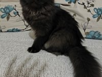 British shorthair yavrularımıza yuva arıyoruz