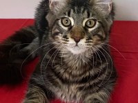 Xxxl Maine Coon Erkek Black Tabby