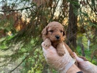A kalite toy poodle yavrularımız