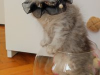 Bursa Scottish Straight Shorthair Old Eyes Bebekler