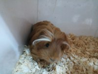 Mükemmel Sağlıkta Sevimli Ginepig Yavrularımız
