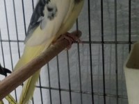 5-6 AYLIK ERKEK SULTAN PAPAĞANI