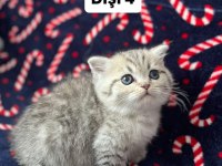 5 adet british shorthair yavrularımız