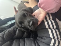 3 aylık erkek yavru cane corso