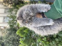 Yavrularımız ırk ve sağlık garantili british longhair