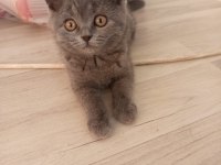 British Shorthair dişi erkek bebeklerimiz