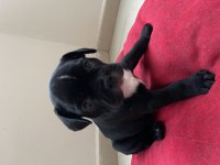 French bulldog yavru