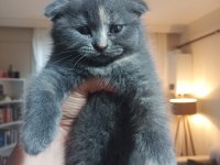 İran Blue Point kırması melez kedimiz