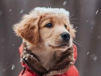Baby Face Golden Retriever Yavrularımız