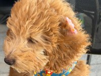 5 Aylık Dişi Toy Poodle