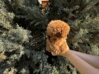 Tuvalet eğitimli evde büyüyen poodle yavrular