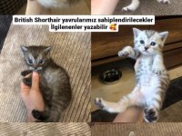 British Shorthair yavrularımız ömürlük yuva arıyor