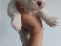 Top Kafa Orjinal Maltese