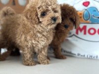 Petmode köpek çiftliğinde ziyarete açık toy poodle