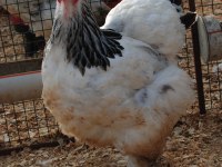 LİGHT BRAHMA KULUÇKALIK YUMURTA & CİVCİV