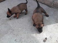 SAFKAN BELÇİKA KURDU BU KALİTE DE BİR DAHA YOK