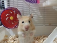 HAZIR SYRİAN HAMSTER YAVRULARIM MEVCUT