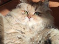 11 Aylık Golden Dişi British Longhair