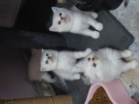 KALİTEDE TEK ADRES SHOWROOM CINS KEDİLERİMİZ