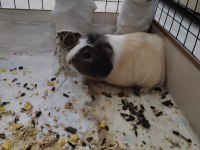 İsmi karamel ginepig