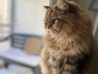 BRİTİSH LONGHAİR KEDİMİZ