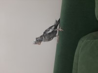3.5 aylık sultan papağanı