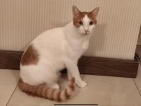 2 Yaşında Kedimiz Yumak Oğlumuza Yuva Arıyoruz