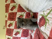 Scottish fold yavrular