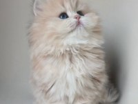 Dünya Güzeli Kusursuz Bebek AY Golden British Longhair 