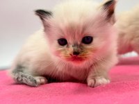 Türkiye Tek Seal Tortie Ragdoll Bebekleri