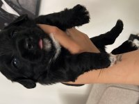 Morkie yavrumuz
