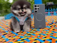 Her Renk Her Cinsten Pomeranian Yavrular
