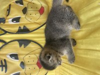 Scottish fold kedimiz