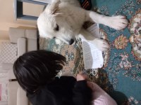 Ücretsiz sahiplendirme köpeğimiz