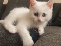 60 Günlük Beyaz British Shorthair Oyuncu Sevimli