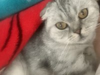 Güzel scottish fold kızımızı sahiplendiriyoruz