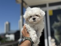 Petmode köpek çiftliğinden kore  kan maltese