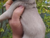 KREM PUG YAVRULARI