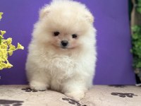 Ankaranın en seçkin teddy face pomeranian ları