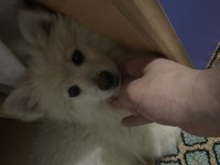 Yavru pomeranian boo 3 aylık