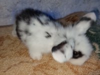 Teddy Lop Tavşanı Yavrular Mavi Goz