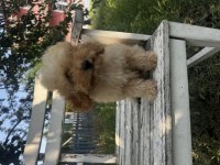 Maltipoo tüy dökmez ve büyümez