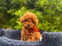 Safkan Toy Poodle Yavrularımız