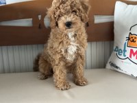 Petmode köpek çiftliğinde ziyarete açık maltipoo
