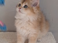 British Longhair Golden ny12