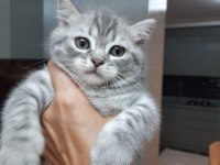 2 aylık tatlı ve oyuncu British Shorthair teslime hazır